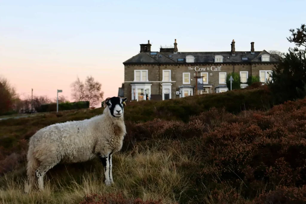 the cow & Calf ilkley